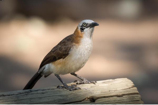 Namibia-Tailor-made-Birding-and-Wildlife-2022-001