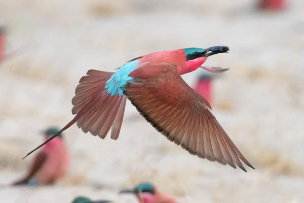 Namibia-Tailor-made-Birding-and-Wildlife-2022-003