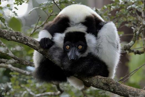 Madagascar-tours