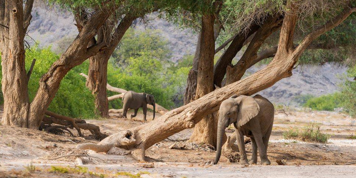 Namibia-Birding-and-Wildlife-Tour-October-2024