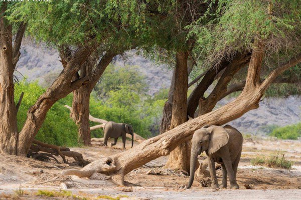 Namibia-Birding-and-Wildlife-Tour-October-2024