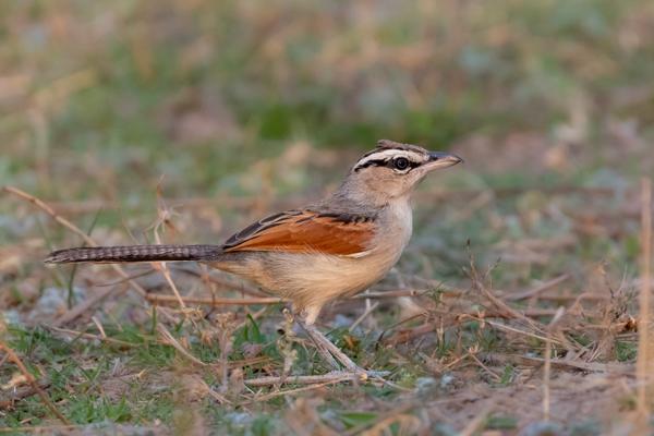 Namibia-Tailor-made-Birding-and-Wildlife-2022-002