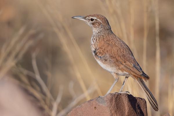 Namibia-Tailor-made-Birding-and-Wildlife-2022-004