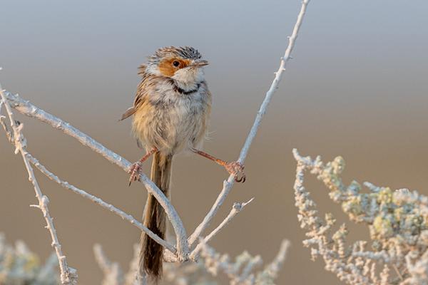Namibia-Tailor-made-Birding-and-Wildlife-2022-005