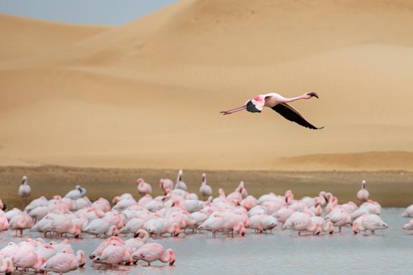 Namibia-Tailor-made-Birding-and-Wildlife-2022-006
