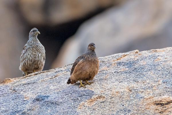 Namibia-Tailor-made-Birding-and-Wildlife-2022-007