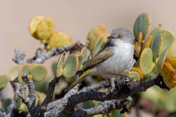Namibia-Tailor-made-Birding-and-Wildlife-2022-008