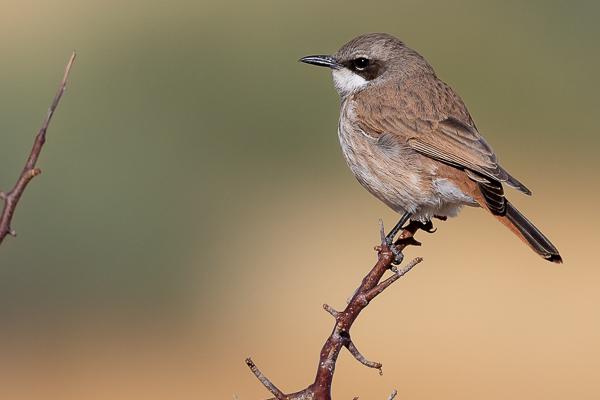 Namibia-Tailor-made-Birding-and-Wildlife-2022-009