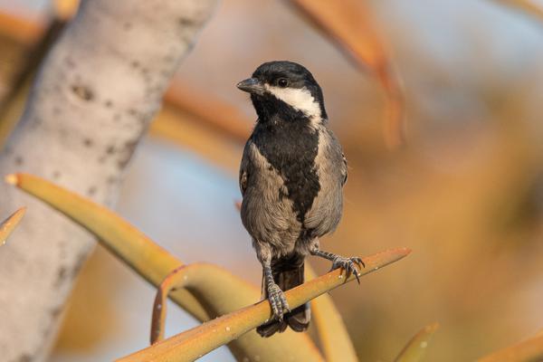 Namibia-Tailor-made-Birding-and-Wildlife-2022-010