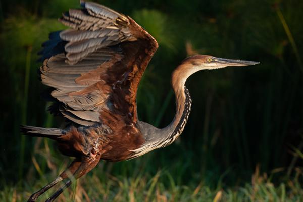 Namibia-Tailor-made-Birding-and-Wildlife-2022-016