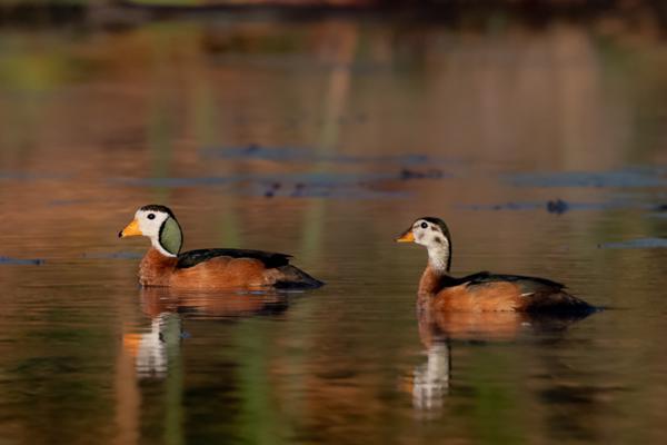 Namibia-Tailor-made-Birding-and-Wildlife-2022-017