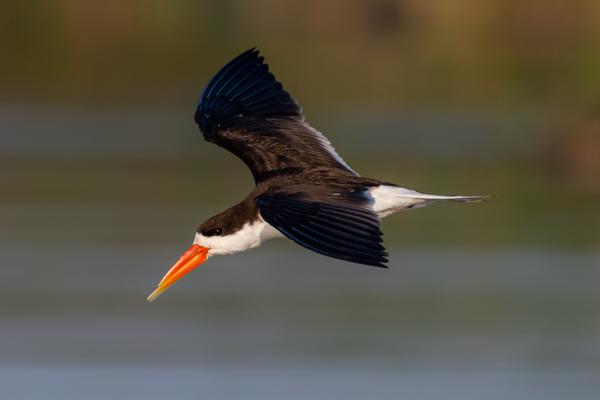 Namibia-Tailor-made-Birding-and-Wildlife-2022-018