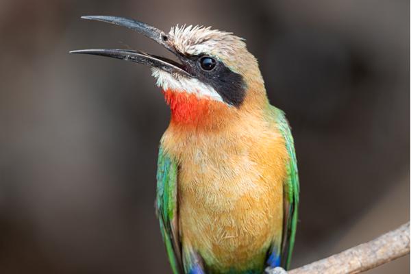 Namibia-Tailor-made-Birding-and-Wildlife-2022-021