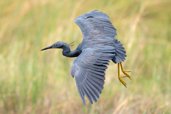 Namibia-Tailor-made-Birding-and-Wildlife-2022-026