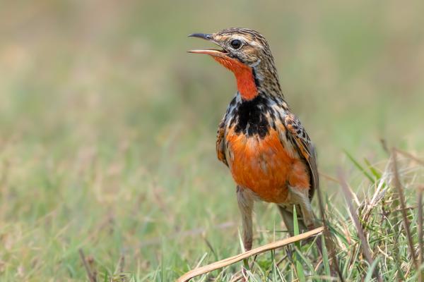 Namibia-Tailor-made-Birding-and-Wildlife-2022-028