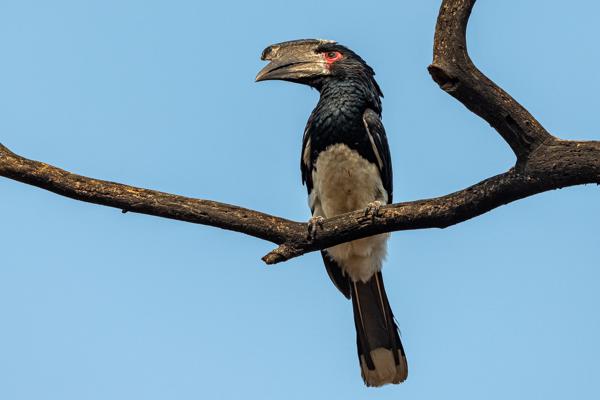 Namibia-Tailor-made-Birding-and-Wildlife-2022-030