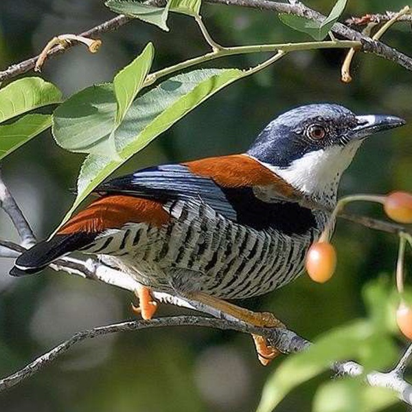 Caprivi-Birding-Tour-11-2025