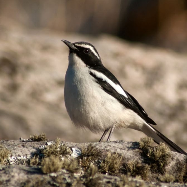 Kunene-Birding-Tour-2027